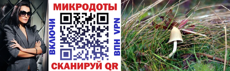ОМГ ОМГ зеркало  хочу наркоту  Покровск  Псилоцибиновые грибы прущие грибы 